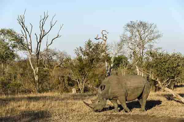 Rinoceronte Blanco - reserva Sabi Sands - Sudáfrica 3.jpg